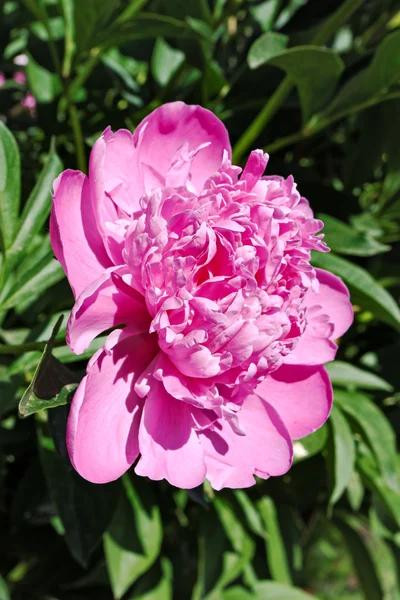 Blooming pink peony flower — Stock Photo, Image