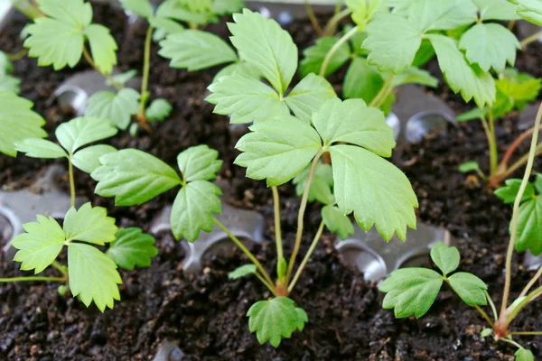 Young green sprouts of the strawberry — Stock Photo, Image