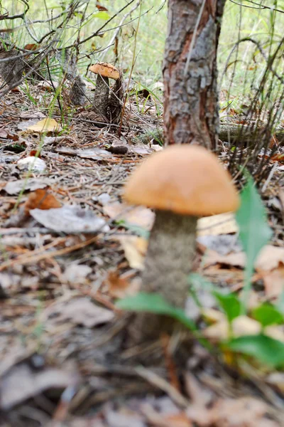 Två ätbara orange-cap boletuses i skogen — Stockfoto