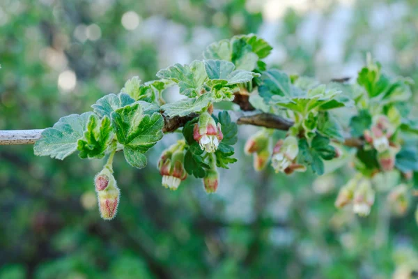 Verschillende bloesems van de kruisbes in het voorjaar van Rechtenvrije Stockfoto's