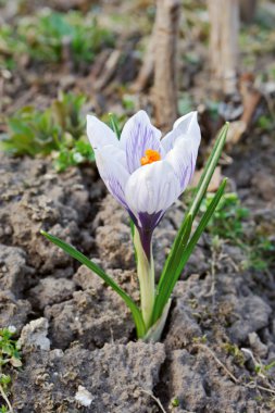 Bahar beyaz Çiğdem çiçek