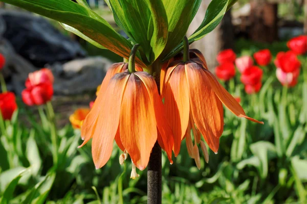 Big orange fritillary flower in garden — Stock Photo, Image