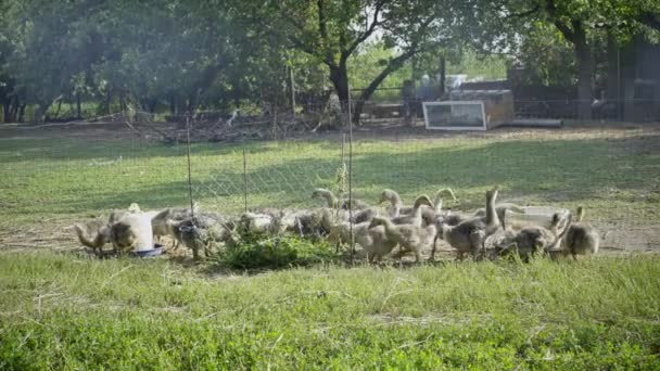 Eco-granja, patos y gansos, productos orgánicos, patitos comen hierba, en los gansos de verano caliente pastan en el prado — Vídeo de stock