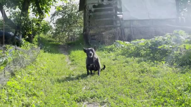 Small, black, guard dog, attacks, protects the territory from strangers, the mongrel barks — Stock Video