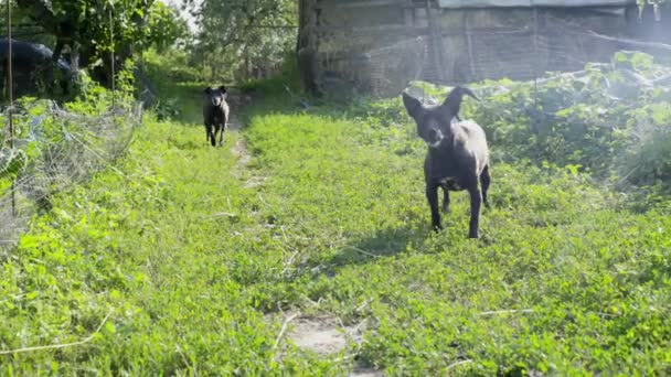 Boze waakhonden, aanvallen, bewaken van het grondgebied voor vreemden, kleine bastaards blaffen — Stockvideo