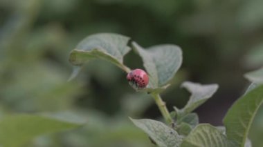 Colorado patates böceği, patates yaprağı yiyor, yakın plan, böcek larvası, bahçede haşere.