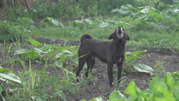 Small, black, guard dog, attacks, protects the territory from strangers, the mongrel barks at the video camera — Stock Video
