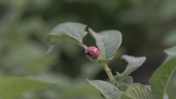 コロラドのジャガイモの甲虫、ジャガイモの葉、クローズアップ、カブトムシの幼虫、庭の害虫を食べる — ストック動画