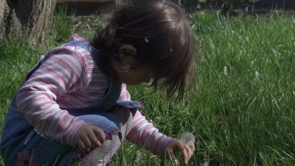 Rolig liten flicka leker med en maskros, varm sommar, barnpromenader. — Stockvideo