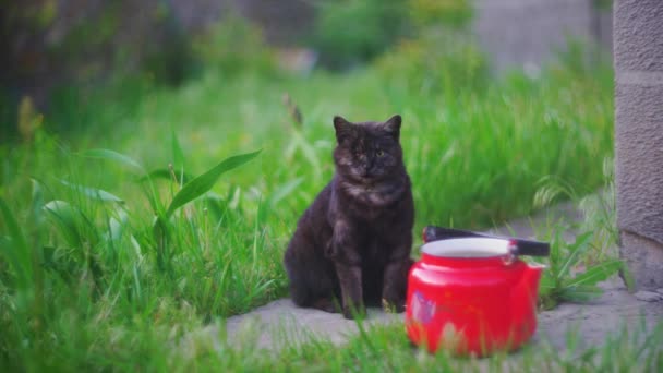 fekete egyszemű macska zöld fűben, egy piros teáskanna mellett