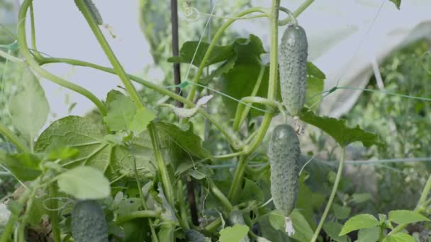 Éretlen uborka, kicsi az üvegházban, mezőgazdaság — Stock videók