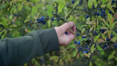 Neşeli bir insan canlı bir meyve bahçesinde bulunan yemyeşil bir çalılıktan olgun yaban mersini topluyor.