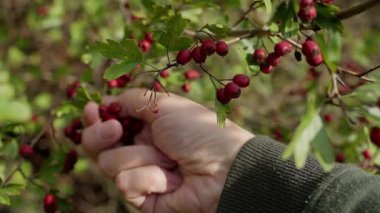 Bir el açık havada yemyeşil yaprakların arasından canlı kırmızı böğürtlen topluyor.