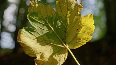 Sonbahar akçaağaç yaprağı havada süzülüyor ve yere düşüyor, yakın çekim, yavaş çekim. Bir sonbahar yaprağı sabah ormanında uçar. Yüksek kalite 4k görüntü