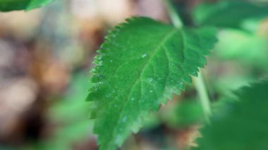 Orman zemini desenli ve gölgeli yapraklarla aydınlatılmış, güneşli orman zemininde tırtıklı kenarları olan yaprağın yakın çekimi, gölgeli ormanlık alandaki eşit olmayan güneş ışığı altındaki tırtıklı yaprağın detaylı görüntüsü. 4k