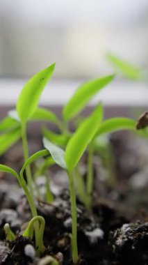 Toprağı iten parlak sera fideleri, sisli nem ve sulama damlaları, odak noktasında yayılma tepsileri, araştırmacı bilim adamlarının izleme sensörleri, sınıf deneyi ve şehir çiftliği kurulumu,