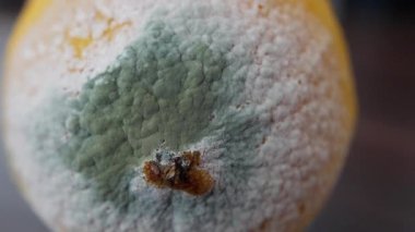 Küflü narenciyenin üstü, yeşil büyümeye yakın, kabuk boyunca yayılan tüylü miselyum, toz halinde spor kolonisi ve dokulu yüzey, mikrobiyolog çalışmaları ve gıda güvenliği için uygun klinik perspektif