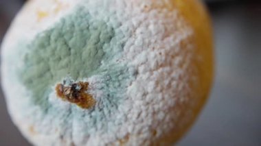 Küflü kabuğun yanında parlak limon, taze kabuk ve soluk yeşil mantar kolonisinin alternatif çekimleri, tüylü miselyumla zıt canlı sarı deri, ikaz edici gıda güvenliği öyküsü uygun.