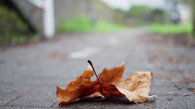 Islak asfalt, sonbahar yapraklarının detaylarını gözler önüne seriyor, nemli şehir kaldırımlarında uzanan yaprağın yakın görüntüsü, rutubetli şehir kaldırımlarında dinlenen tek yaprağın detaylı incelemesi.