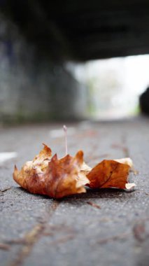 Dikey bitkinin altındaki nemli yüzey, sakin hareketleri, ıslak yüzeylerle karakterize edilen sakin geçidi ve sakin kentsel geçiş atmosferini vurgulayan dikey bitki örtüsünü gösteriyor.