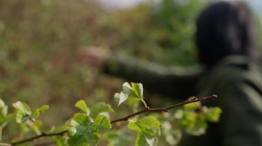 Bulanık Böğürtlen Toprakları 'na uzanan Bulanık Kişi Bulanık Kişi, Yumuşak Bokeh ile Sığ Alan Derinliği, Yoğun Çalı, Nazik Hareket ve Sıcak Öğleden Sonra Kolunu uzatan Yeşil Ceketli Kişi