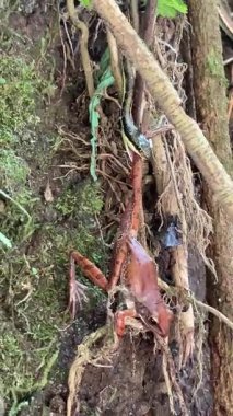 Canlı kırmızı kurbağa, yılan kurbağayı yakaladı, yosunlu toprakta ve karışık sarmaşıklarda küçük amfibyumlara yaklaştı, nemli desenli arka plan yapraklarla ve küçük eğreltiotlarıyla, mahrem vahşi hayatı renklendiren küçük eğreltiotları,