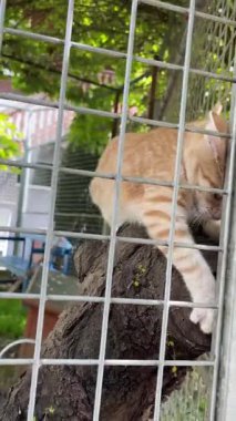 Kızıl Kedi Pençesini İnsan Eline Doğru Uzanıyor, Tel Kafes İçindeki Tünek, Nazik Dokunma ve Tedavi, Yapraklı Avlu Arkaplanı, Empati ve Evlat Edinme Yolundaki Sığınak Etkileşimi