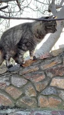 Gözlemci Tabby Eski Tuğla Duvara Tuğla Tuğla Tuğla Tuğla Tuğla Tuğlası Tuğla Tuğlası Anketi Kışın Yapraksız Dallar Altında Yapraksız Masonluk Üzerine Uyarıldı