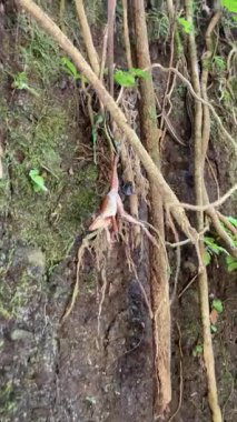Canlı Kızıl Kurbağa, Yosun Toprağı ve Karmaşık Asmalar 'da küçük amfibyumların Kapanışı, Yapraklar ve Minik Eğreltiotları ile Islak Döşemeli Arkaplan, Özel Vahşi Yaşam Anı Rengi. 4k