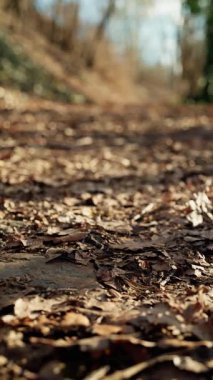 Ön Yaprak Keskin Bir Odaklanma Bulanık Arkaplan, Sinema Sığ Derinlik, Sıcak Toprak Tonları, Dokulu Yer Detayları, Hikaye Anlatımı İçin Yavaş Çekimde Dostça Doğa Görüntüsü