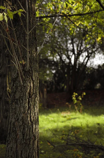 Chiuda Ramo Con Foglie Albero Nella Foresta Concetto Ambientale Aria — Foto Stock