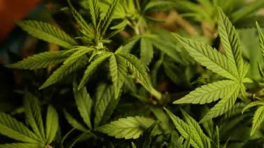 Kenevir bitkisi iç mekanda yetişiyor. Marihuana yaprağı. Kenevir yetiştirme