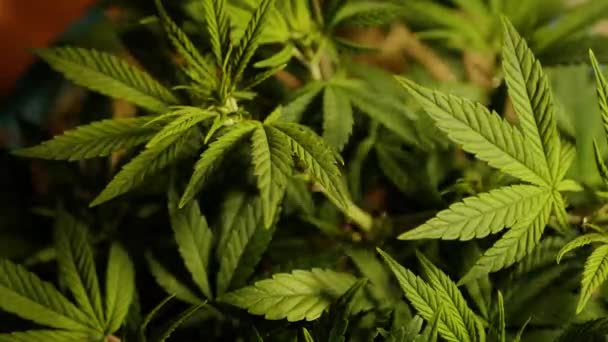Cannabis Pflanze Indoor Anbau Marihuana Blatt Hanfanbau — Stockvideo