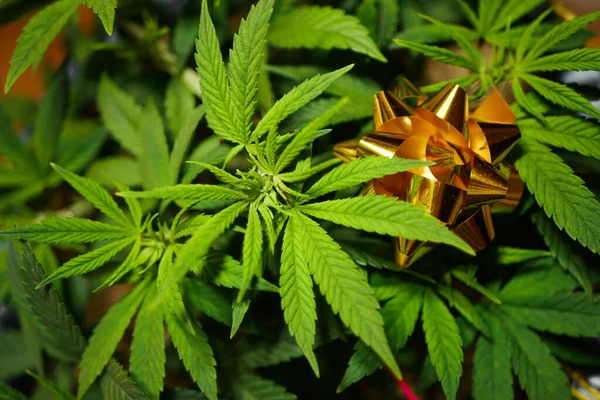 Kenevir yaprağı dokusu. Altın yay. Marijuana kutlaması 