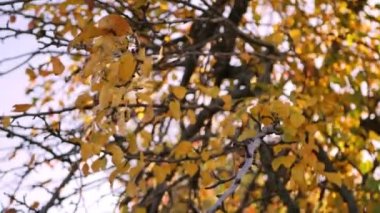 Ağacın üzerinde portakal yaprakları. Sonbahar doğası 4k videosu. Açık havada güneşli bir gün