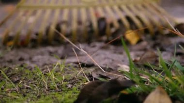 Bahçıvanı kapat ve sokaktan yaprakları tırmıkla topla. Ev bahçesinde sonbahar etkinliği