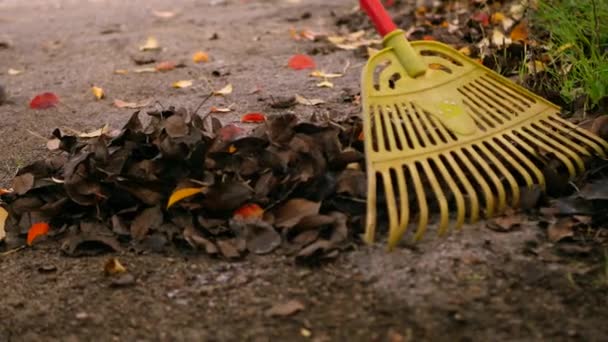 Primer Jardinero Recogiendo Hojas Caídas Con Rastrillo Calle Otoño Actividad — Vídeo de stock