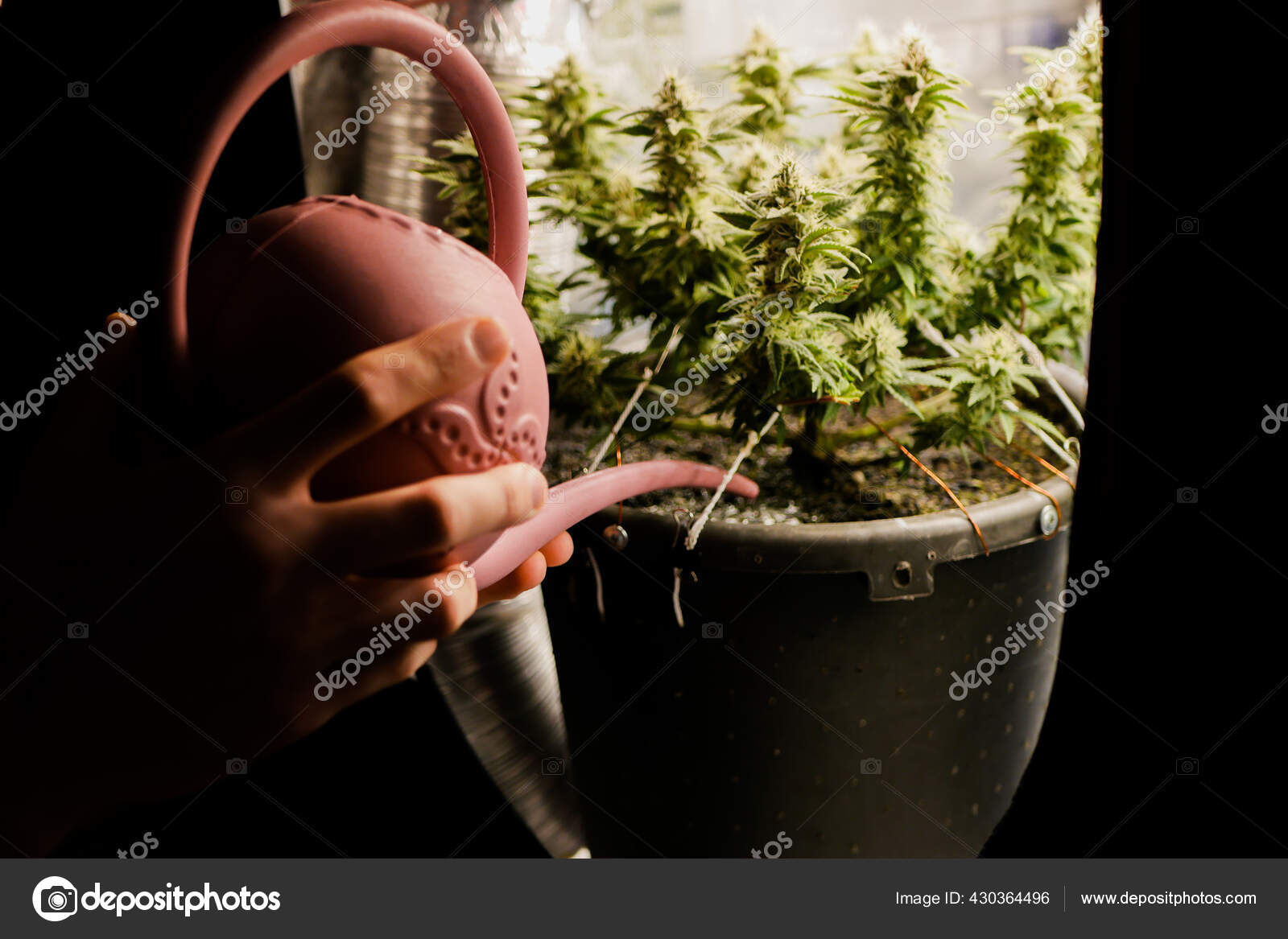 Cannabispflanzen Zu Hause Anbauen