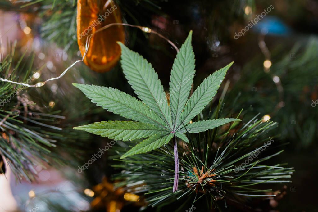 Hoja de cannabis en el árbol de Navidad. Tarjeta de felicitación de