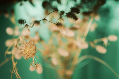 Kurumuş kır çiçekleri buketi. Boho trendi. Turkuaz gölge arka planı. Japon kültürü
