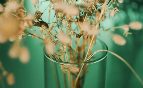 Mazzo Fiori Selvatici Secchi Vaso Trasparente Sfondo Turchese Tendenza Wabi — Foto Stock