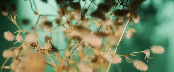 Αποξηραμένα Αγριολούλουδα Τυρκουάζ Φόντο Σκιασμένη Σιλουέτα — Φωτογραφία Αρχείου