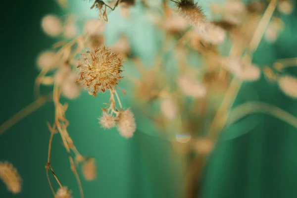 Buquê Flores Silvestres Secas Tendência Wabi Sabi Fundo Sombra Azul — Fotografia de Stock