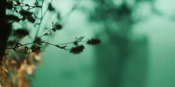 Bandiera Mazzo Fiori Selvatici Secchi Ricevuto Sfondo Turchese Silhouette Ombra — Foto Stock