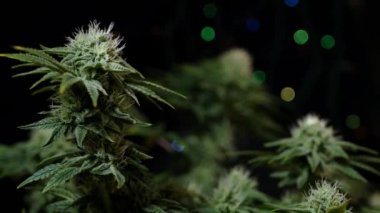 Kenevir bitkisi yetiştiriyor. Bulanık renkli ışıklar. Marihuana yetiştirme 