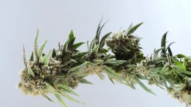 Kenevir tomurcuklanan bitki dönüşümlü. Tıbbi marihuana yetiştiriyorum. 4K video. Dikey