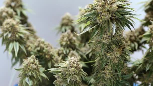 Cannabisplant Pot Draait Medicinale Marihuana Kweken Binnenshuis Groeien Bloeiende Plant — Stockvideo