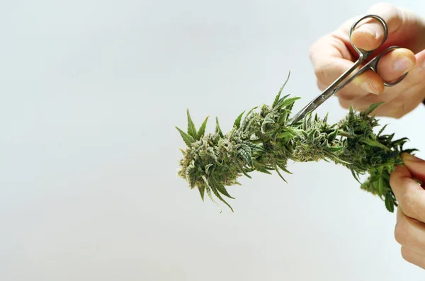Mãos Cortando Ramo Cannabis Com Tesoura Colheita Maconha Fundo Branco — Fotografia de Stock