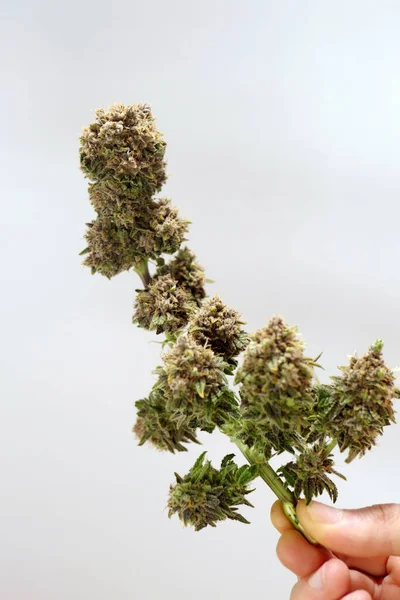 Cannabis Planta Após Corte Cultivo Marijuana Erva Crescer Thc Cbd — Fotografia de Stock