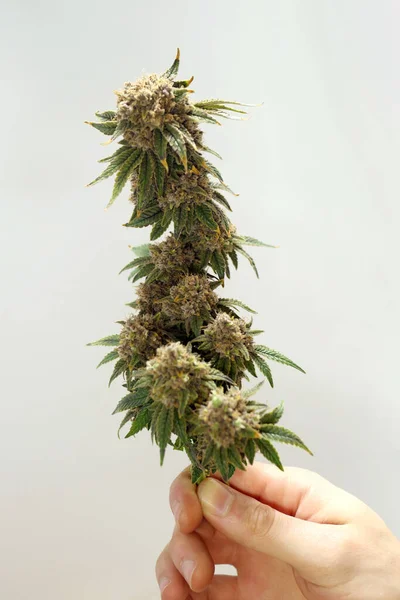Mão Segura Ramo Cannabis Planta Maconha Antes Aparar Fundo Branco — Fotografia de Stock